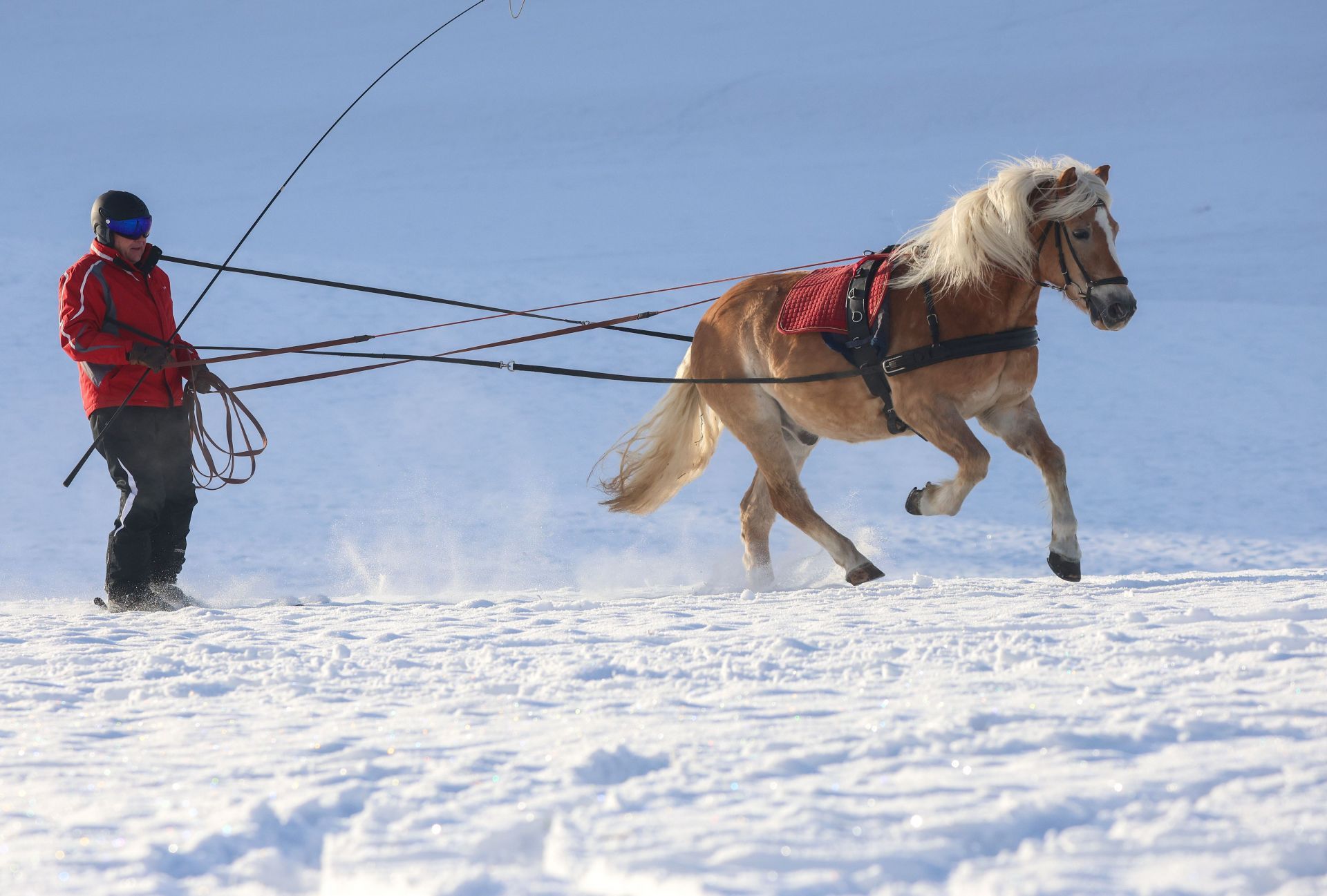 Skijoring in the Swabian Alb - Source: Getty