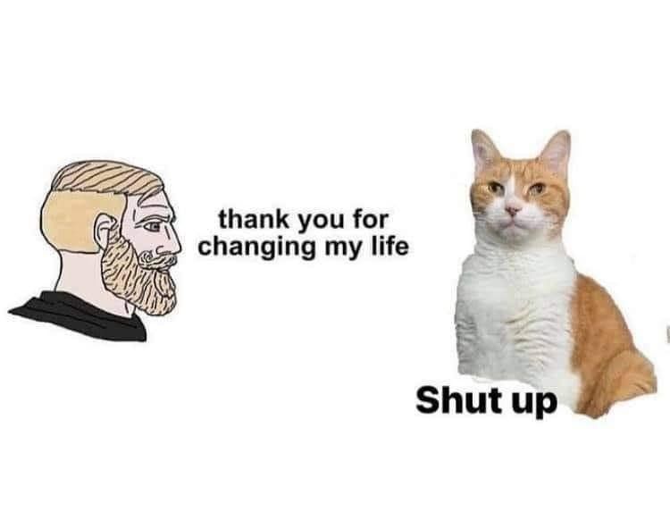 Cat Memes