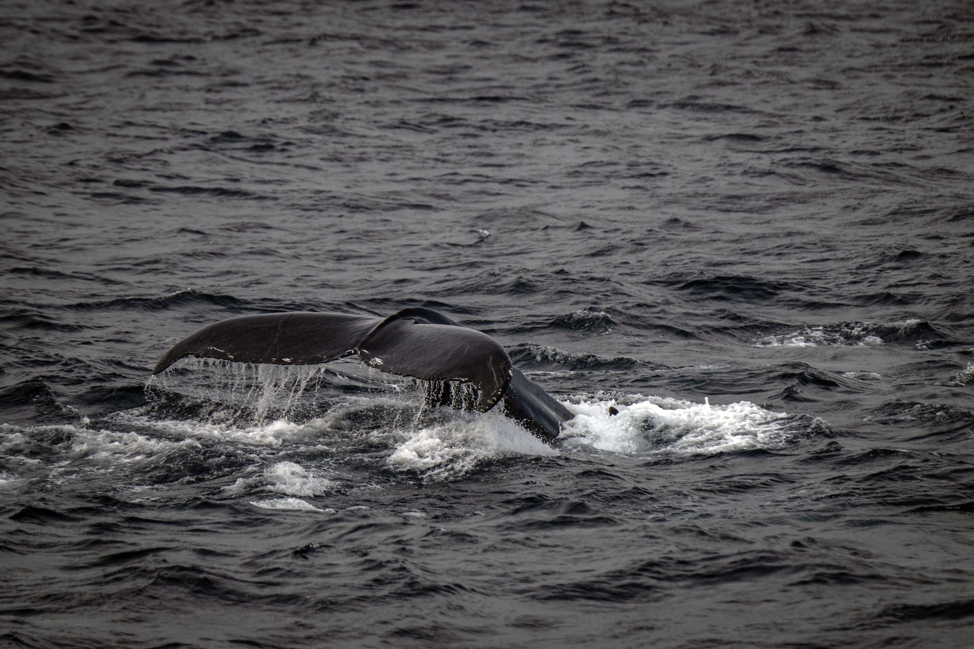 The unique ecosystem of the Arctic: Arctic Ocean - Source: Getty