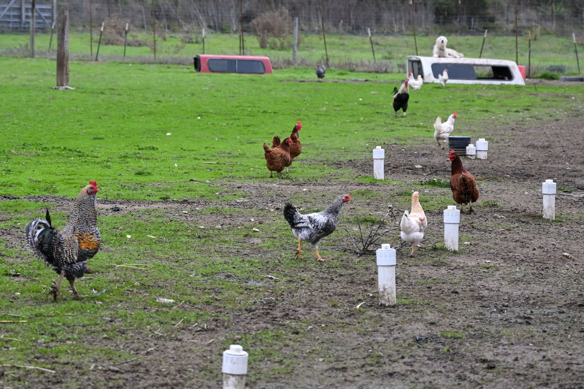 Bird Flu in California (Image via Getty)