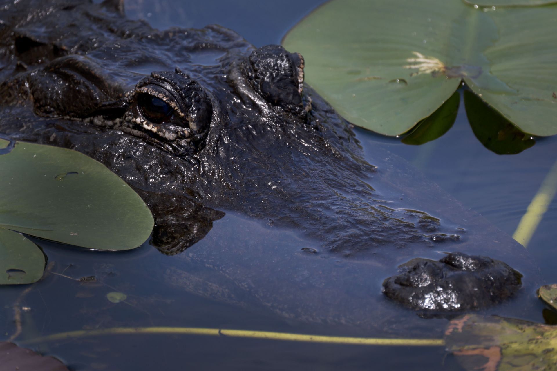 Internet reacts to the alligator sighting in Ave Maria (Image via Joe Raedle/Getty Images)