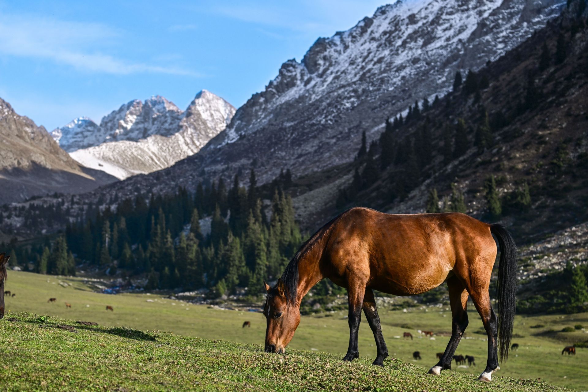 Wild horses of Kyrgyzstan