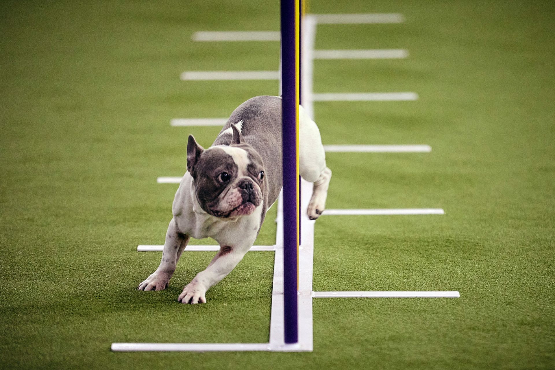 Westminster Dog Show - Source: Getty