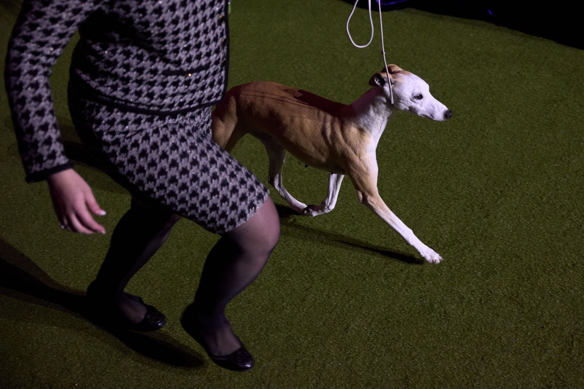 Westminster Dog Show - Source: Getty