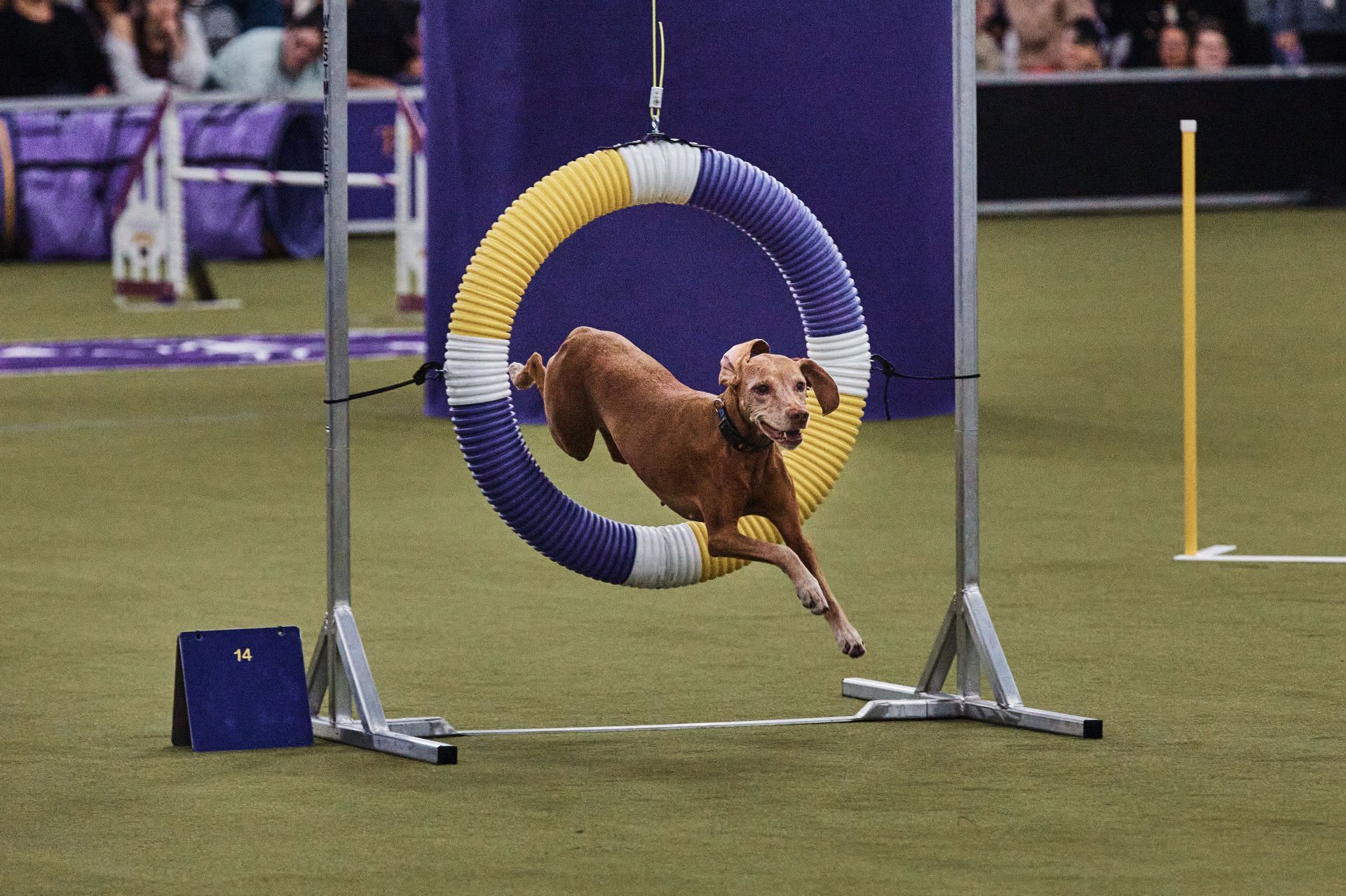 Westminster Dog Show (Image via Getty)