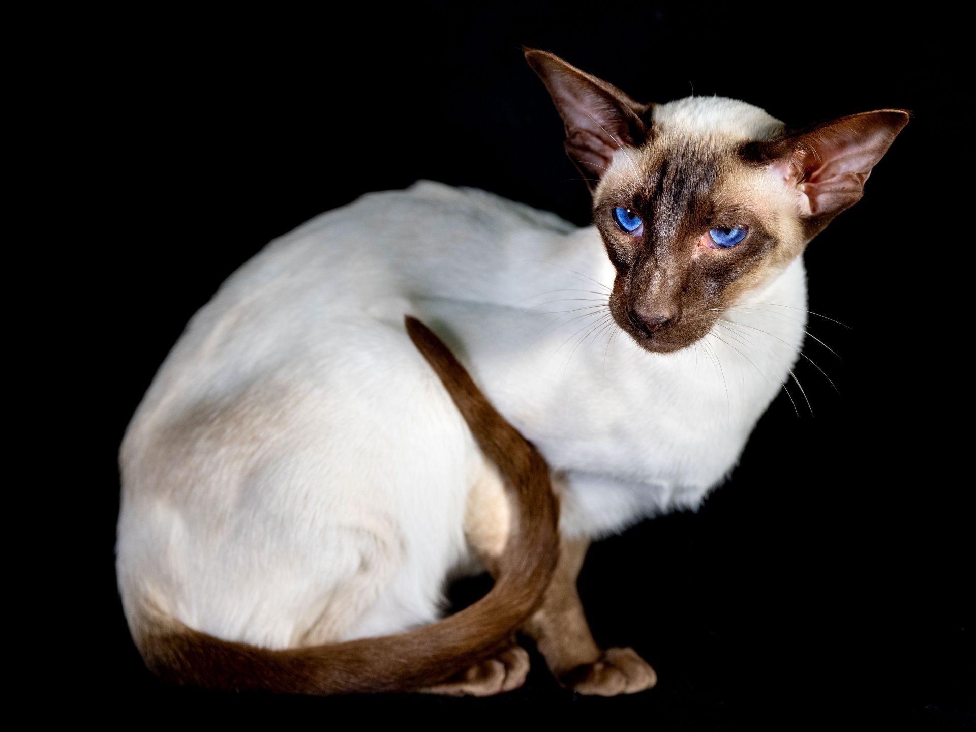 GCCF Lakeland Cat Show - Source: Getty