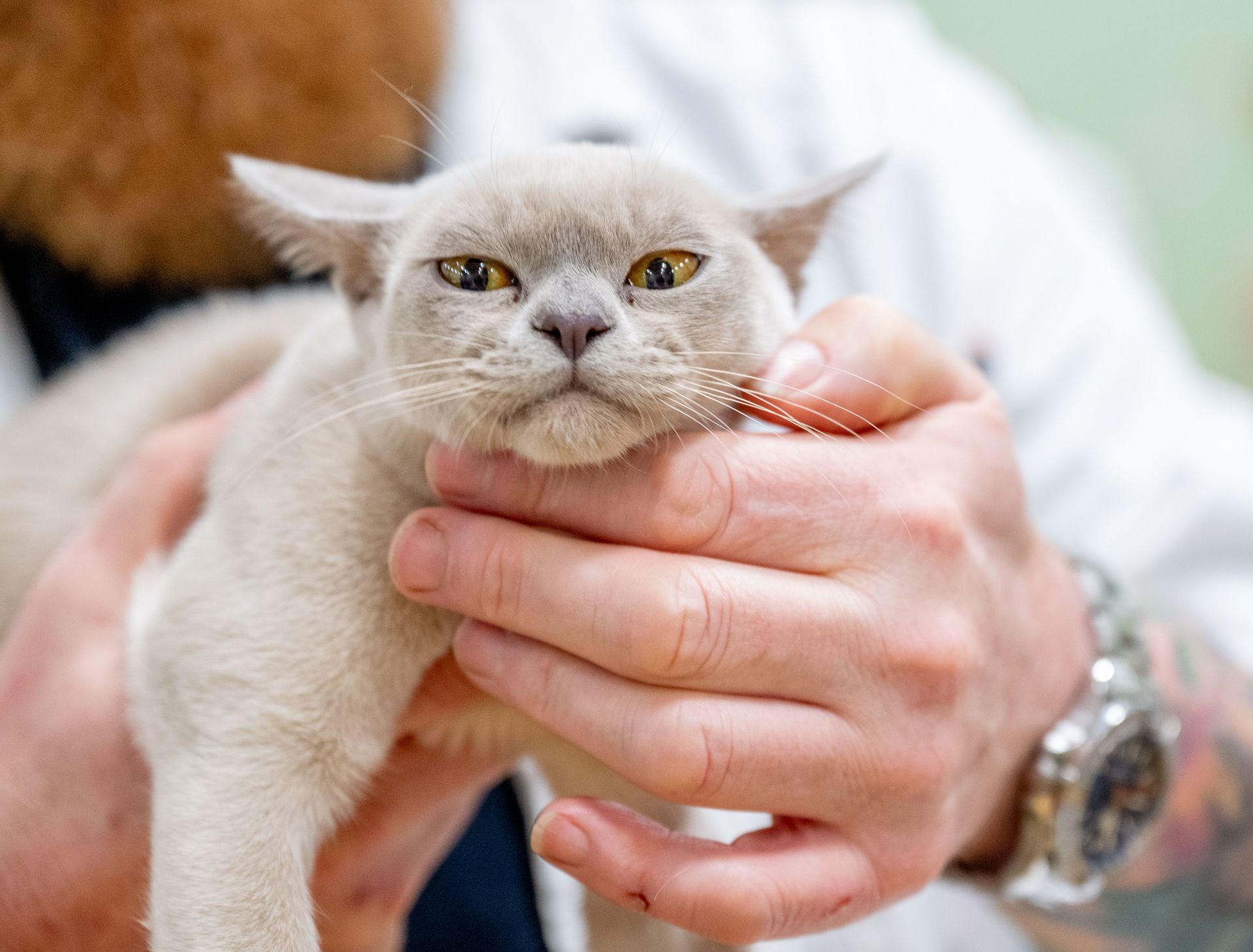 Shropshire Championship Cat Show - Source: Getty