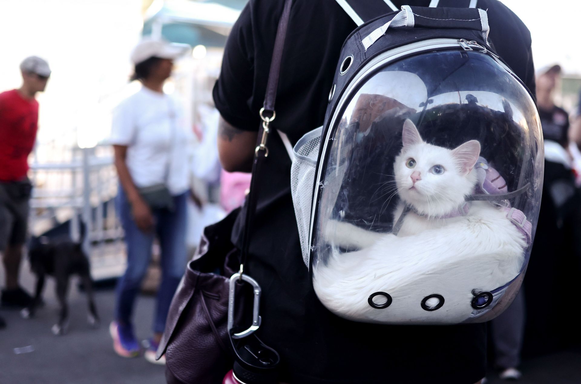 Outreach Group In L.A. Provides Veterinary Care To Pets With Owners Living On The Streets - Source: Getty