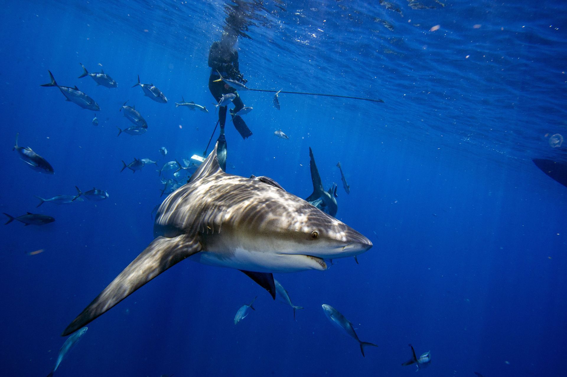 Diving with sharks in Florida - Source: Getty