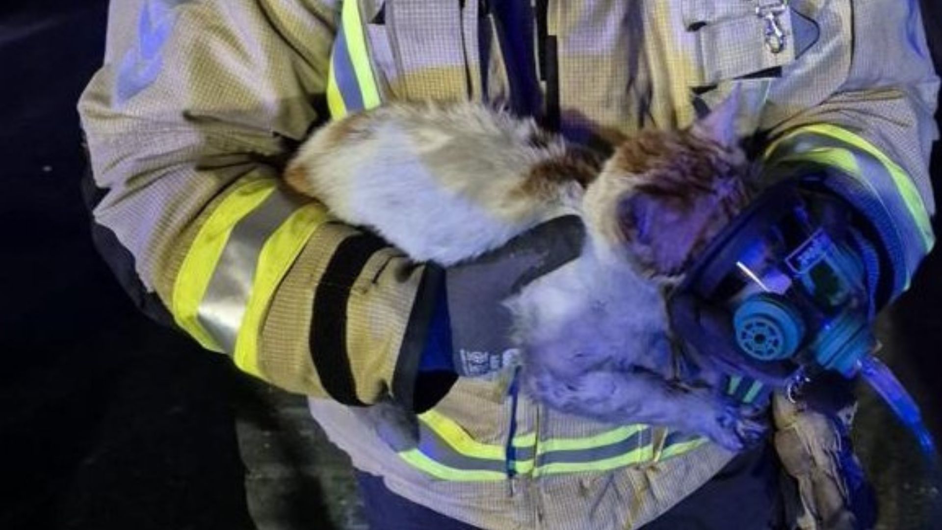 Pet oxygen mask (Image via X/ @DubFireBrigade)