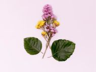 Bakuchiol (Image via Freepik)