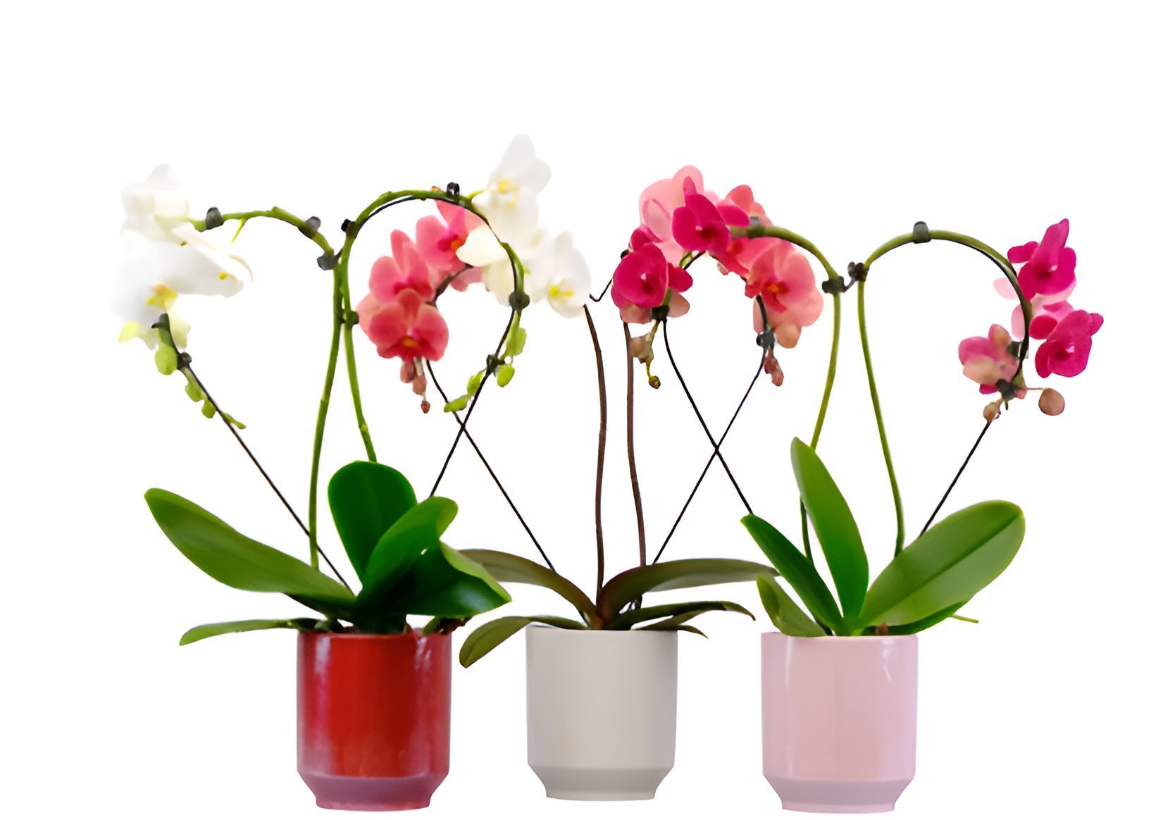 Heart Shaped Orchid Plant ( Image via Target )