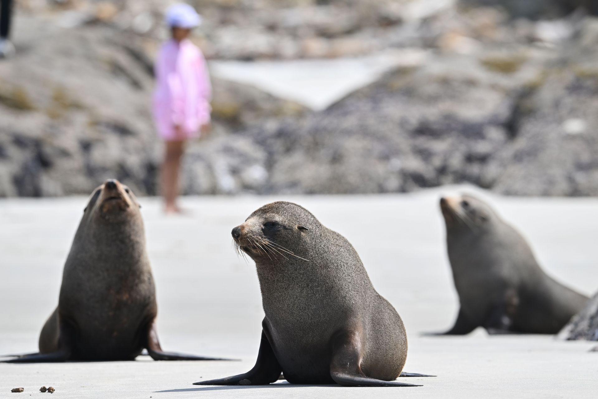 Wildlife Attractions In Otago Peninsula In New Zealand - Source: Getty