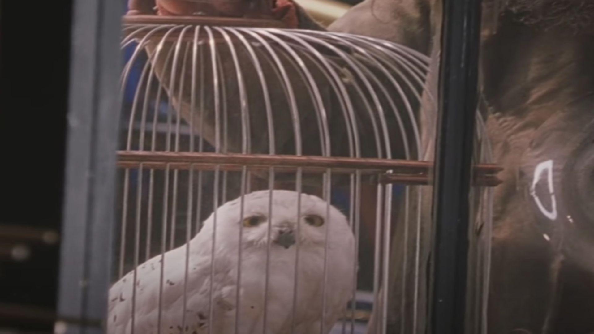 Hedwig | Image Via: Warner Bros. Pictures