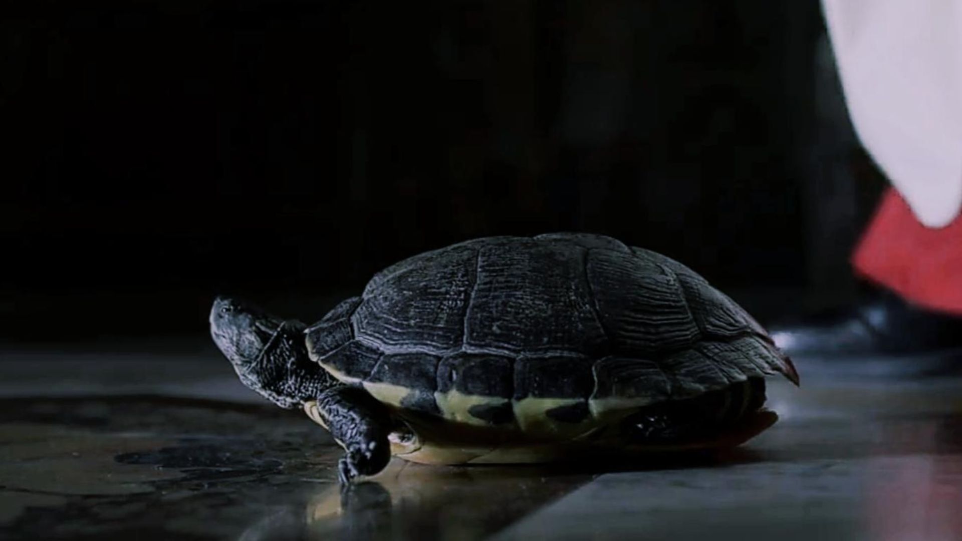 What do the turtles in Conclave mean? (Image via Apple TV+)