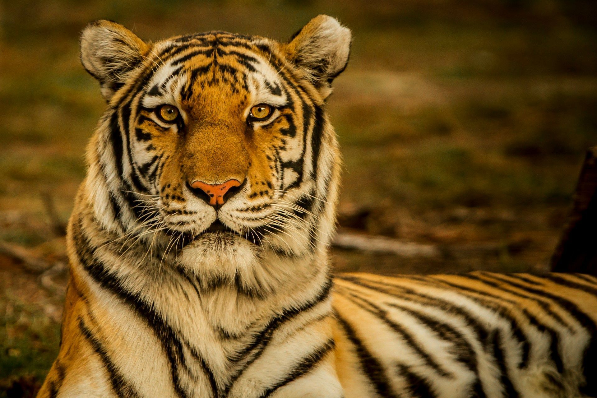 Image of a tiger staring at you (Via Unsplash/Blake Meyer)