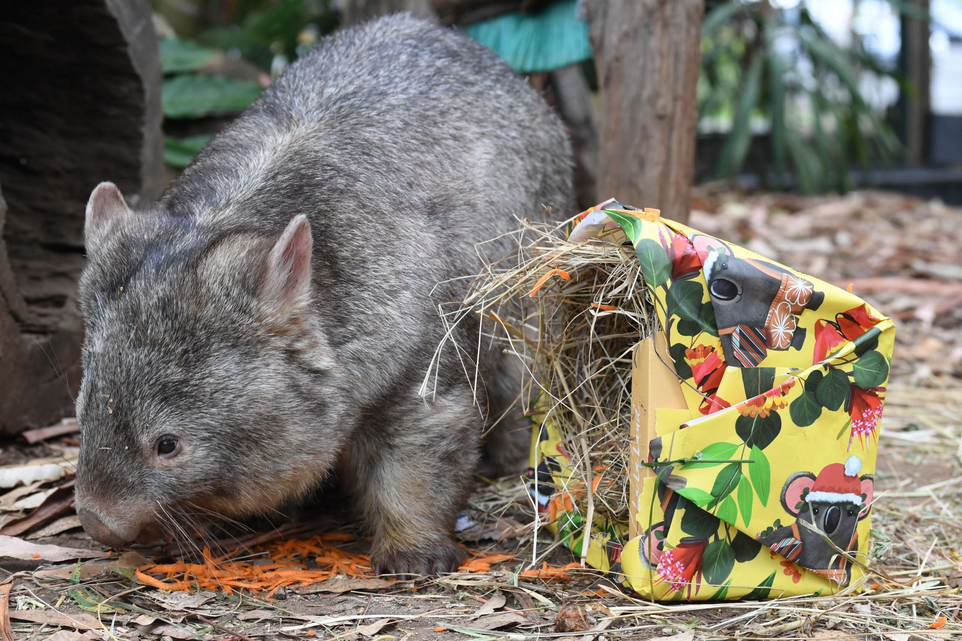 Bettongs and Wombats are served a Tasty Christmas Treat At Byron Bay Wildlife Sanctuary - Source: Getty Photo by James D. Morgan