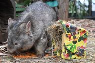 Bettongs and Wombats are served a Tasty Christmas Treat At Byron Bay Wildlife Sanctuary - Source: Getty Photo by James D. Morgan
