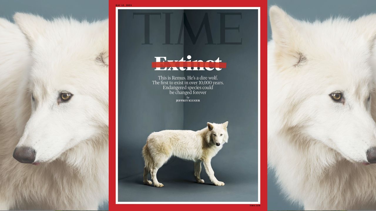 Remus the Dire Wolf via @time on Instagram