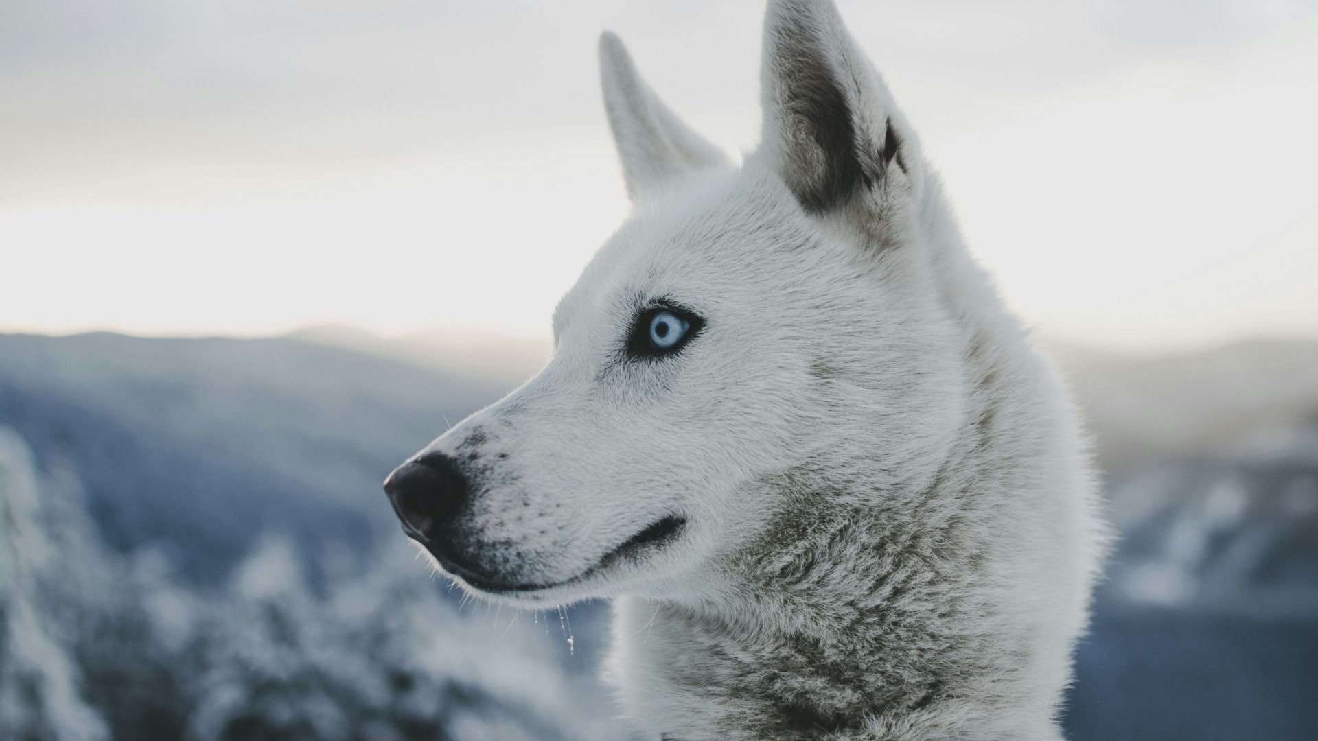 Representational image of a wolf (via Unsplash / @Marek Szturc)