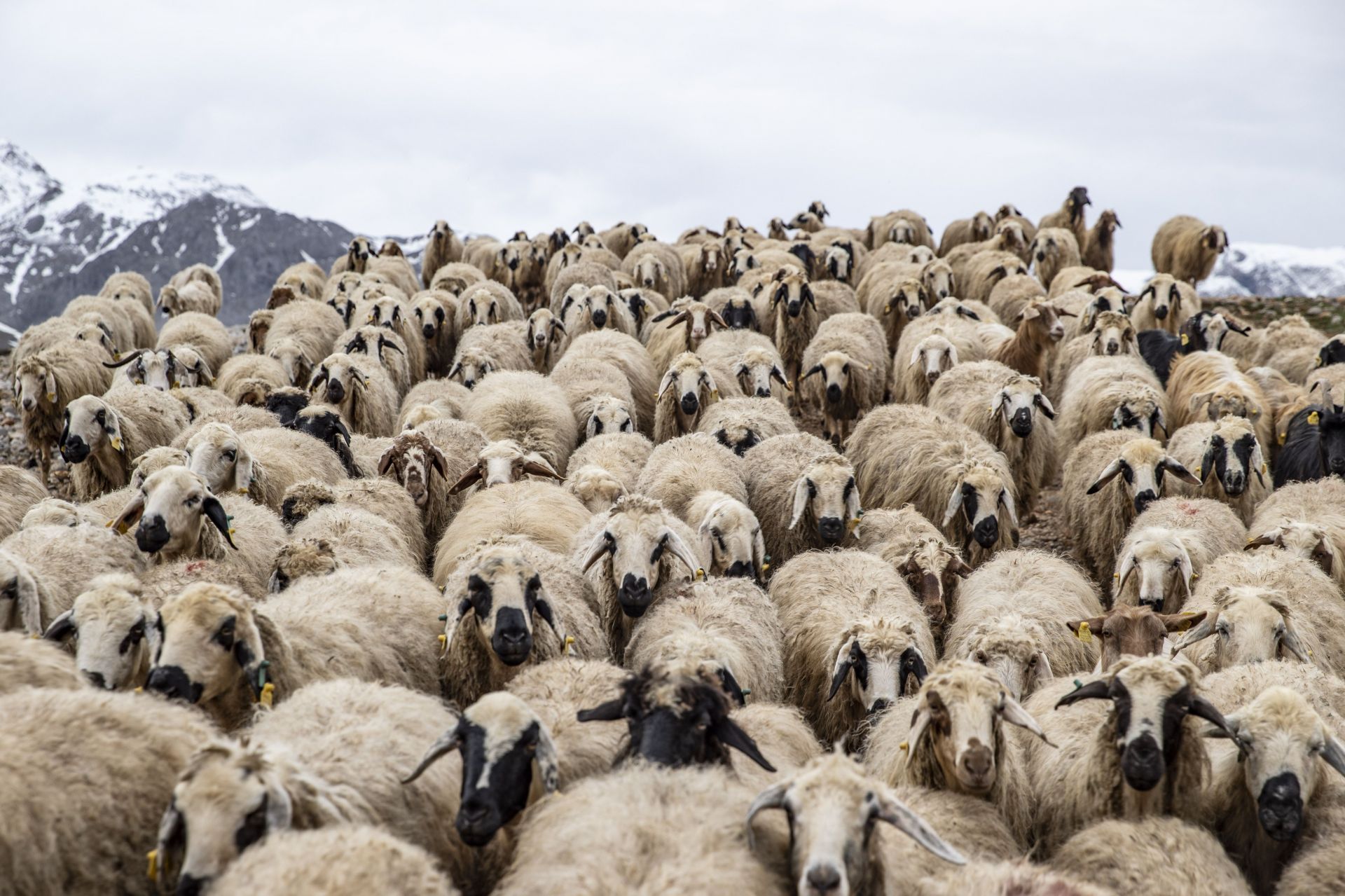 Breeders take care of newborn goats and lambs in Turkiye