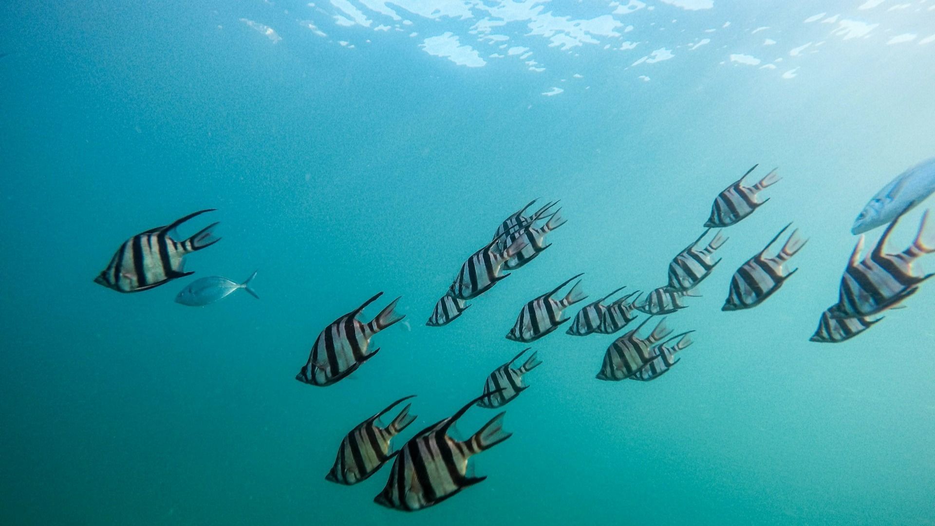 Zias and B Lou debate if fish can see water (Image via Unsplash/@Jeremy Bishop)