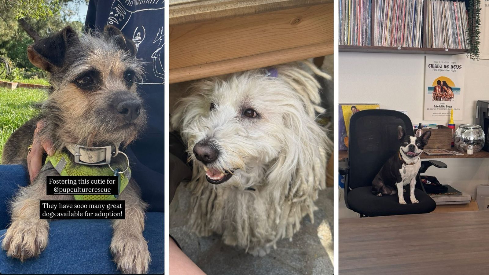 Who do these loving fur babies belong to? - Instagram