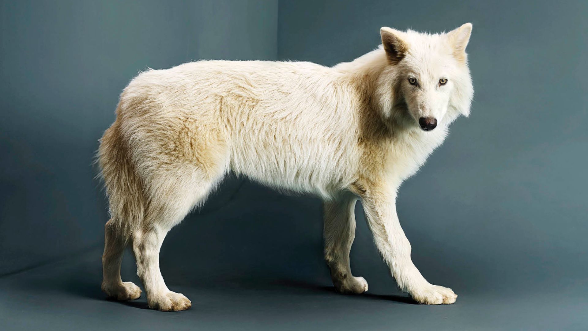 Dire Wolf, TIME Magazine, Jurassic World