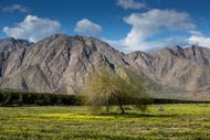 California wildflower "Super Bloom" underway. (Image via Getty)