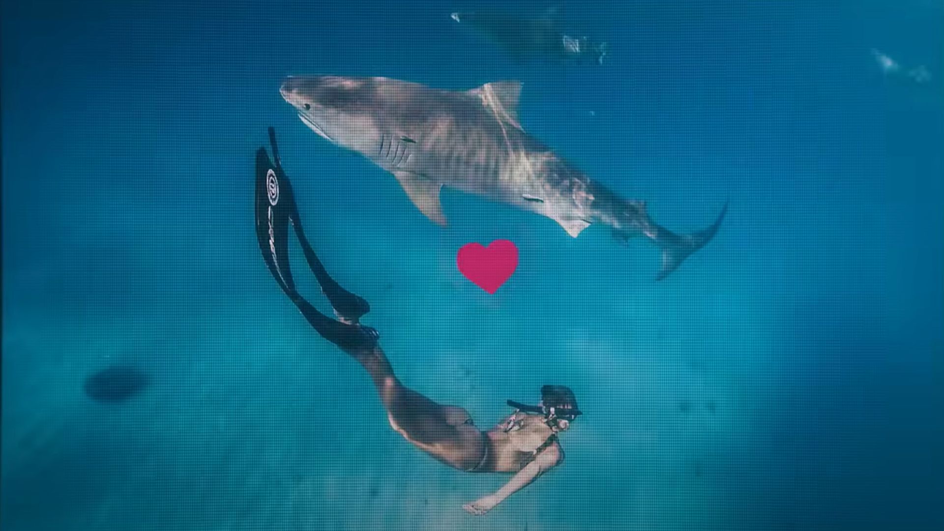 Ocean Ramsey swims with a shark.