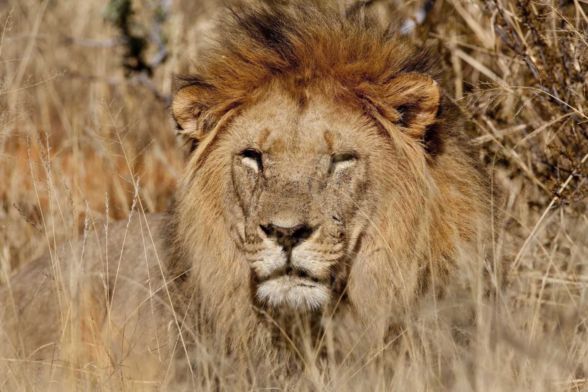 Namibia - Kalahari Desert - Tswalu Kalahari Reserve - Source: Getty