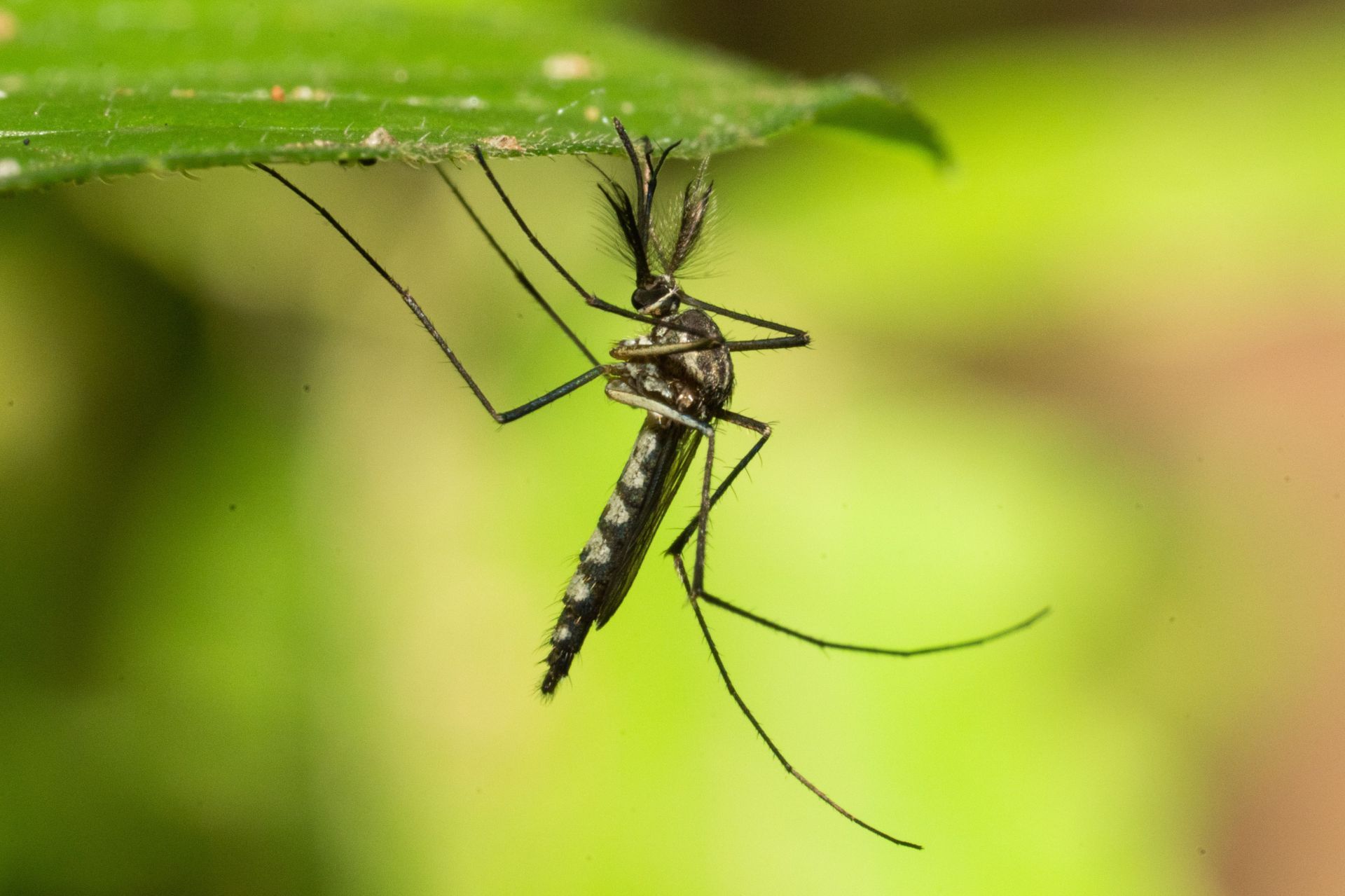 Insects In A Home Garden In Colombo, Sri Lanka - Source: Getty