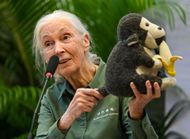 Renowned Conservationist Dr. Jane Goodall Begins 'Hope Global Tour' In Mumbai - Source: Getty