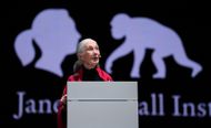 Chimpanzee researcher Goodall - Source: Getty