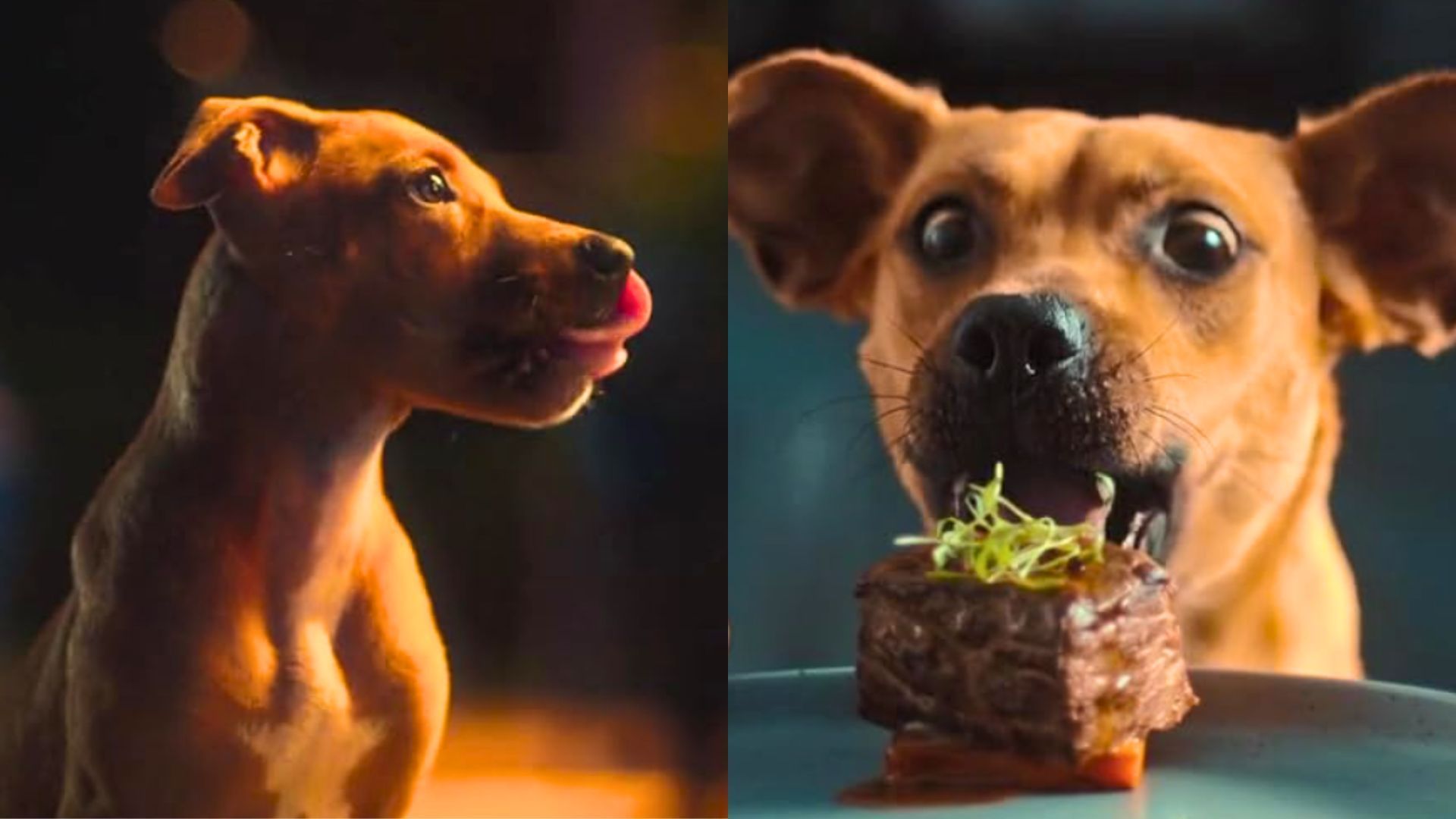 Amendoim as Caramelo in the hit Brazilian film Caramelo (Image via Netflix)