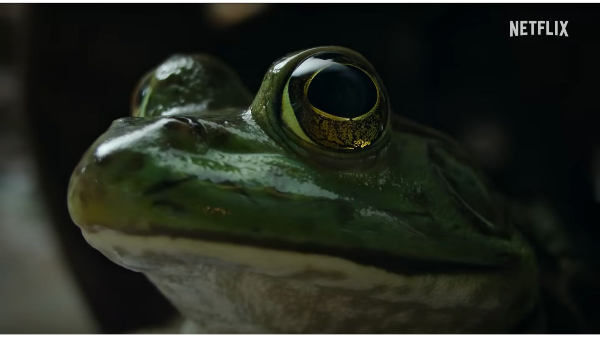 A still from Nightmares of Nature trailer (Image via YouTube/ Netflix)