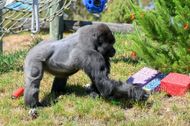 Representational image of a gorilla in a zoo in Arizona (Image via Getty)